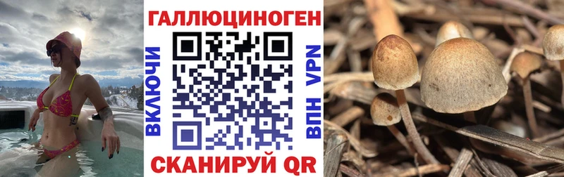 Псилоцибиновые грибы мицелий  Туринск 